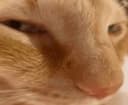 Funny logo - cat
